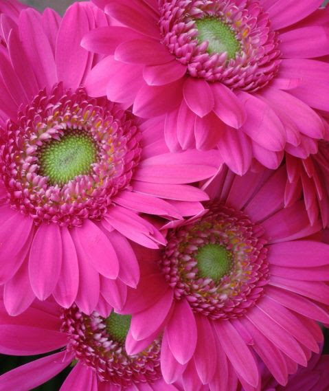 Gerber Daisies