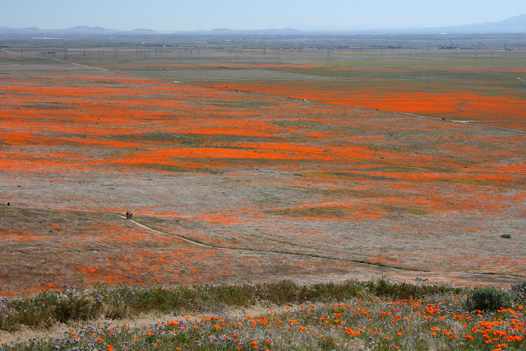 poppy view