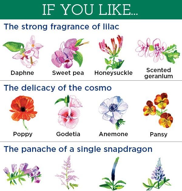 All Flower Names And Meanings - Best Flower Wallpaper