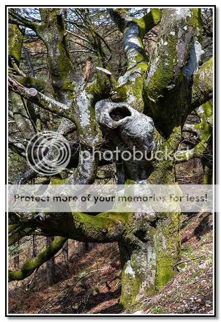 Photo Sharing and Video Hosting at Photobucket