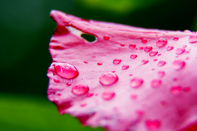Raindrops on a bougainvillea