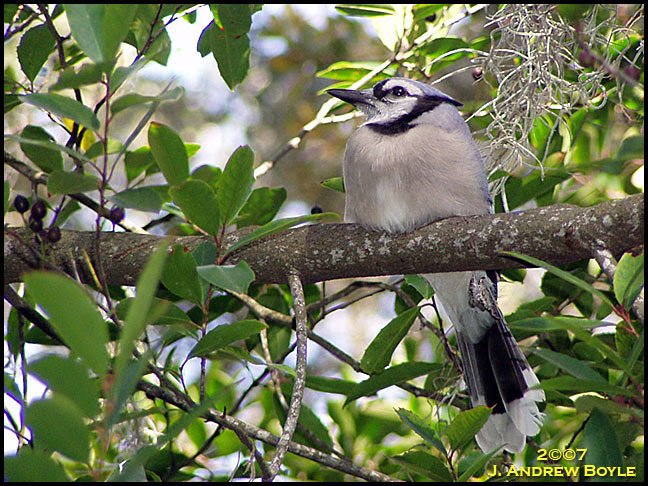 Blue Jay