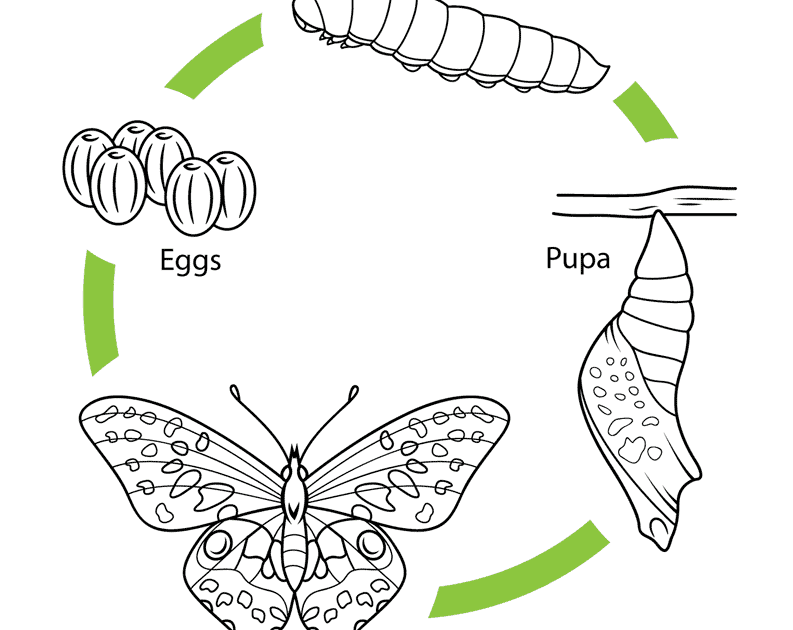 Life Cycle of a Butterfly coloring page Free Printable Coloring Pages