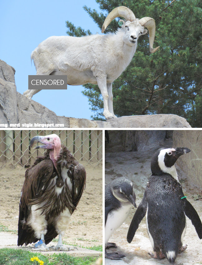 Denver Zoo Collage6