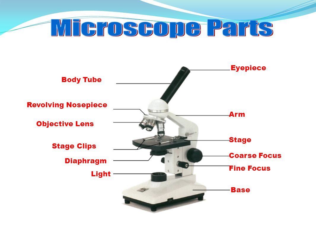 Microscope Labelled Diagram Gcse - Micropedia