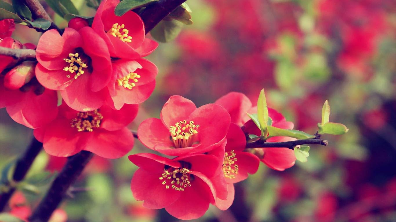30 Beautiful Flower Wallpapers – The WoW Style 30 Beautiful Flower Wallpapers – The WoW Style