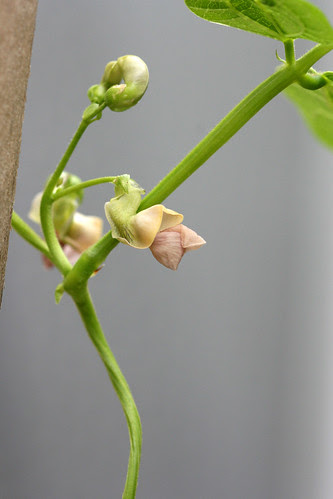 cobra bean flower