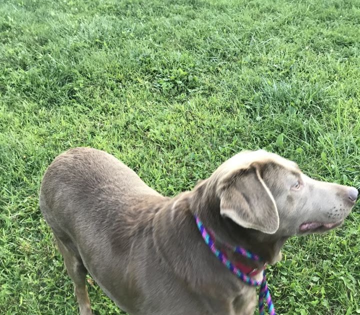 Labrador Retriever Puppies Ohio Rescue The Y Guide