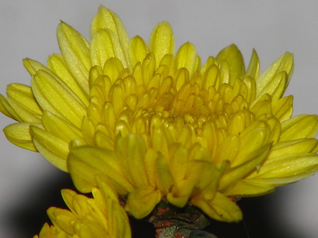 Flowers to be Offered on Daily Basis to Navagrahas or Nine Planets Flowers to be Offered on Daily Basis to Navagrahas or Nine Planets