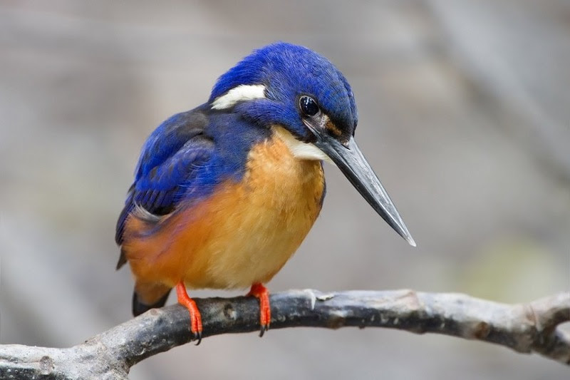 The most rare and beautiful birds in the world