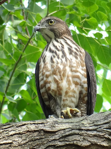 鳳頭蒼鷹/無限台南