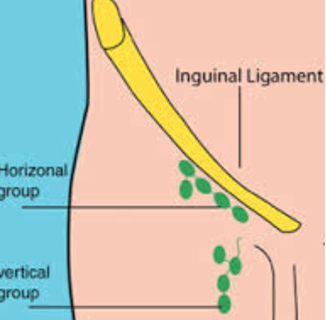 Diagram Of Groin Area - Conjoint Tendon Shoulder Anatomy / Illustration