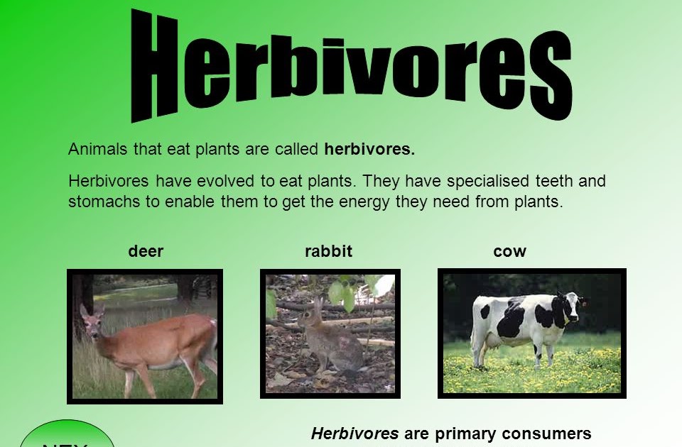 An Animal That Eats Only Plants Is Called Aja Pictures
