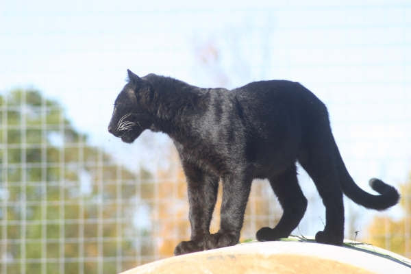 Wild Cats In Wisconsin