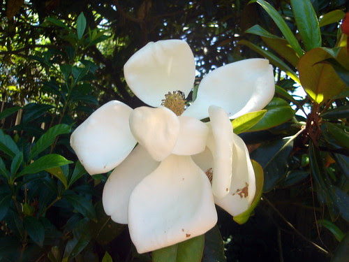 Magnolia