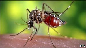 Mosquito