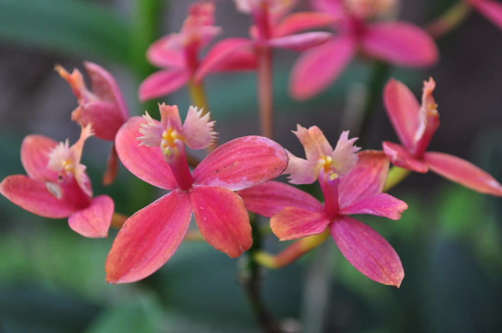 Kaplan Orchid Conservatory (13)