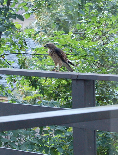 Hawk