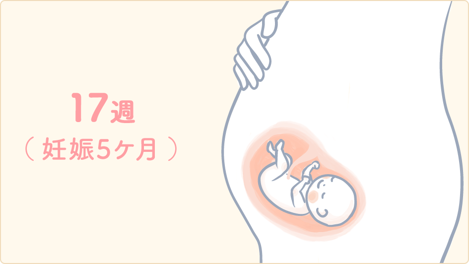 選択した画像 妊娠 17 週 胎動 741631