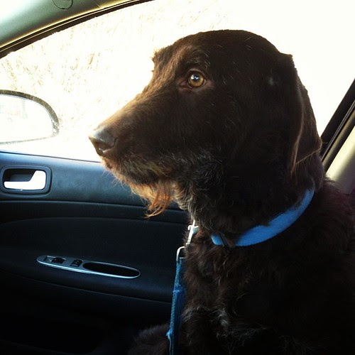 Today's running buddy. Not much of a conversationalist, but he's cute. #labradoodle #running #trails