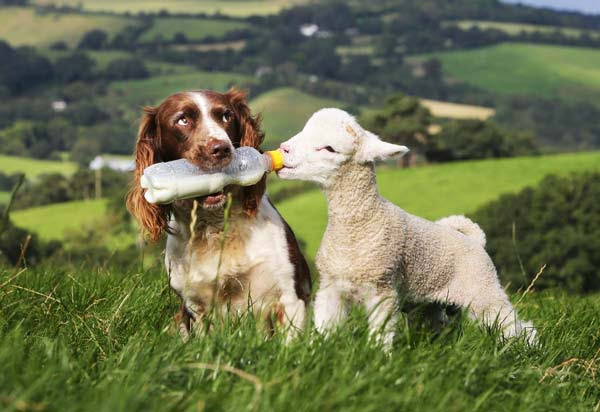 perierga.gr - Όταν ο σκύλος... φυλάει τα πρόβατα!