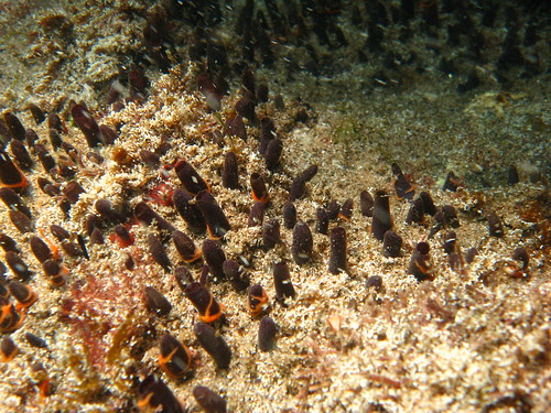 Polymastia janeirensis and Ophiothela