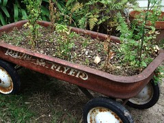 wagon with cilantro