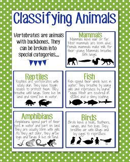 Mammals Reptiles Amphibians Birds Fish Insects - Pets Lovers