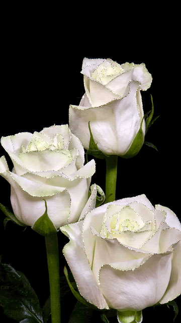Нежные белые розы