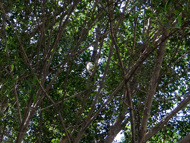 鳳頭蒼鷹/無限台南