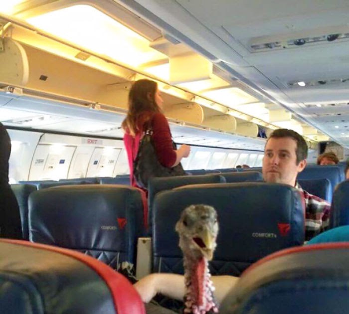 Trending 20 Of The Most Annoying Plane Passengers Ever The Viral
