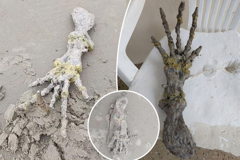 Shocked couple discovers 'alien hand' on beach: 'Looks like ET's bones!'
