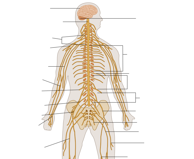 Nervous System Diagram / File Te Nervous System Human Nervous System