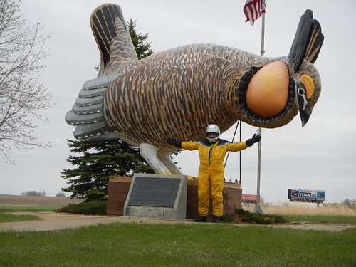 Giant Prairie Chicken in Rothsay, MN