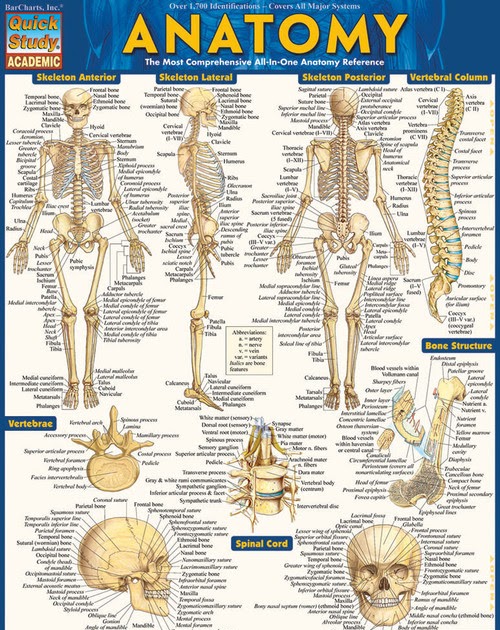 Human Bone Anatomy Chart / 10 Best Images of Posterior Muscle Man