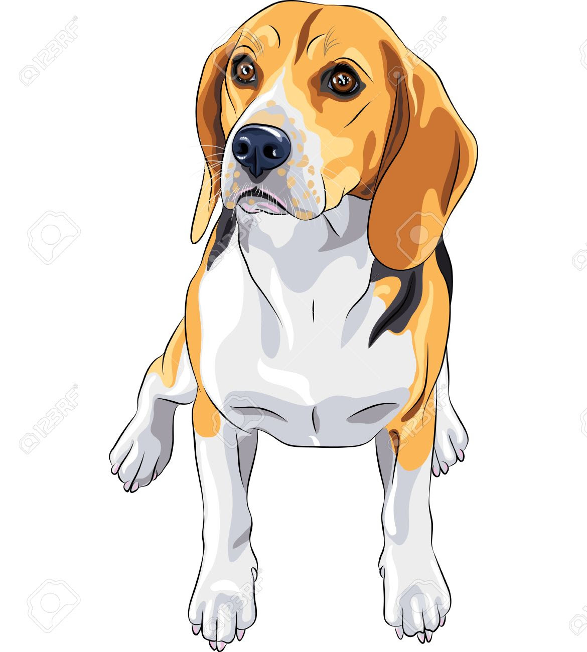 Beagle Drawing - Carinewbi