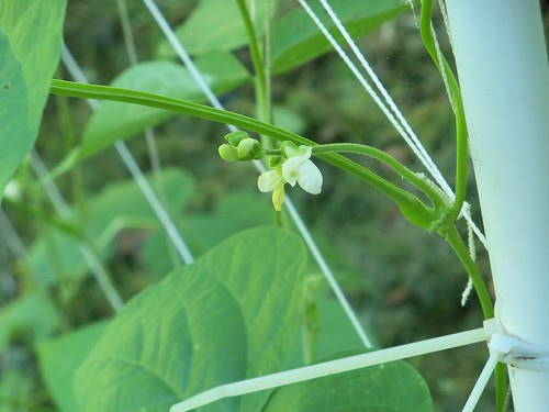 bean blossom