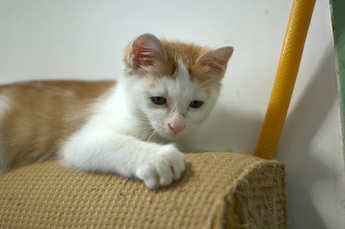 Tiny Cat in Home