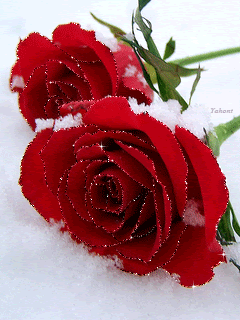 Красные розы на снегу