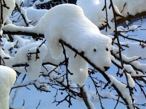 amusing, animal, animals, bear, bears, branch