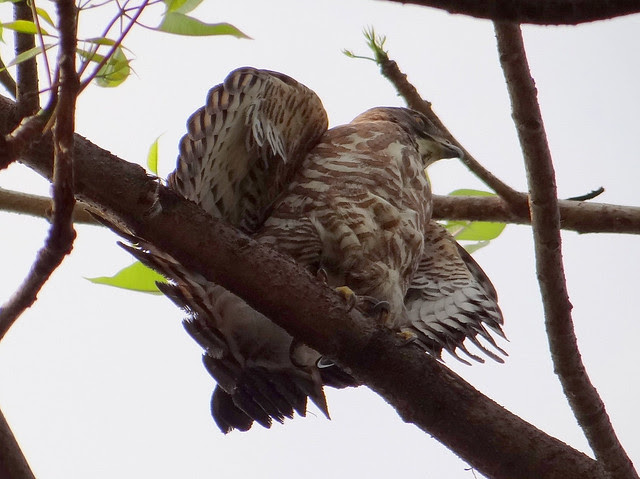 鳳頭蒼鷹/無限台南