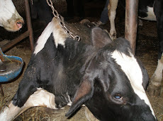 Downer Cow