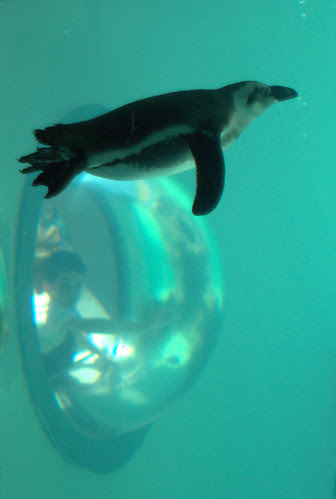 Penguin vision