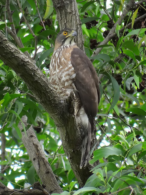 鳳頭蒼鷹/無限台南