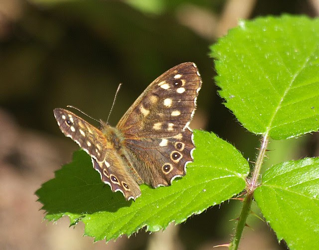 DSC_4233 Speckled Wood