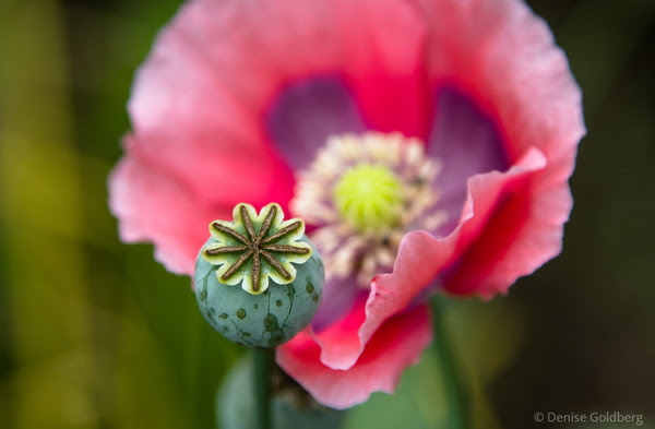 seed pod and poppy