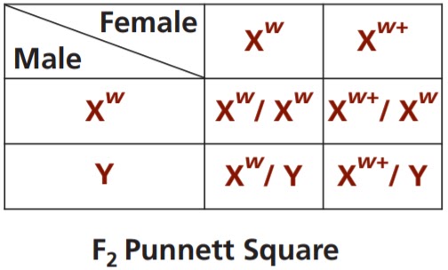 Fruit Fly Squares Worksheet / Crosses That Involve 2 Traits Biology Libretexts