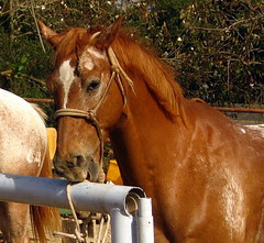Hungry Horse