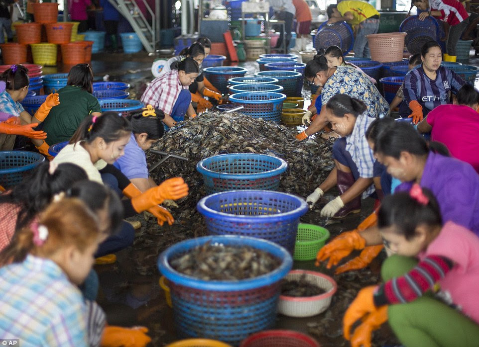 Backbreaking: Female workers, wearing a yellowish cosmetic paste known as thanka on their cheeks, sort shrimp at a market in Mahachai, Thailand. Poor migrant workers and children are being sold to factories and forced to peel shrimp that ends up in global supply chains