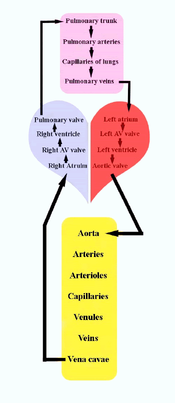 Based On The Diagram Oxygen Flows Through The Circulatory System In